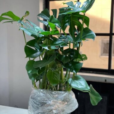 Monstera Deliciosa
