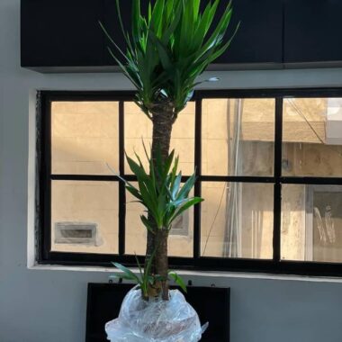 Yucca