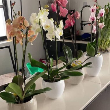 Phalaenopsis Orchid