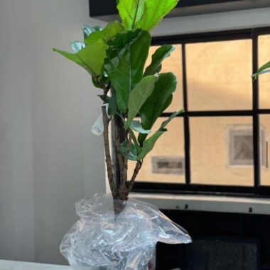 Ficus Lyrata