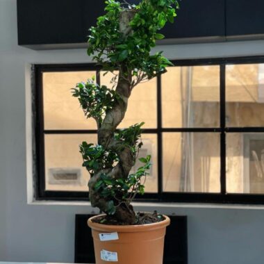 Ficus Ginseng