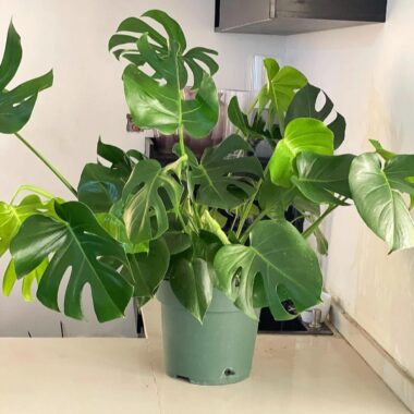 Monstera Deliciosa