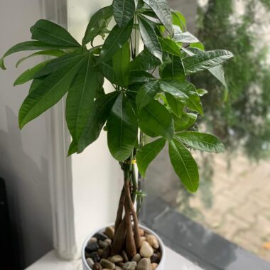 Money Tree